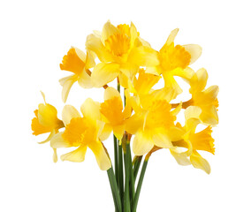 Beautiful daffodils on white background