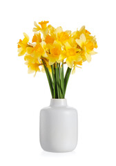 Vase with beautiful daffodils on white background