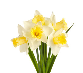 Fototapeta premium Beautiful daffodils on white background