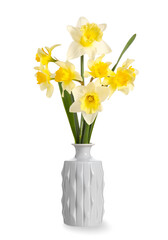 Vase with beautiful daffodils on white background
