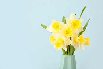 Vase with beautiful daffodils on color background