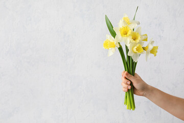 Female hand with beautiful daffodils on light background