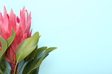 Beautiful protea flower on color background, closeup