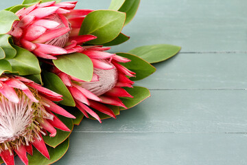Beautiful protea flowers on color wooden background, closeup