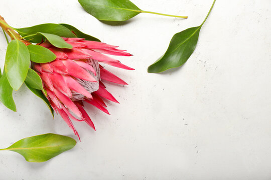 Beautiful protea flower on light background, closeup © Pixel-Shot