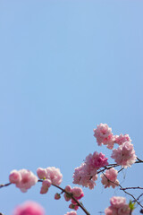 青空とピンクの花