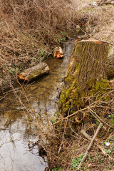 Cut log and logs lying in the river.