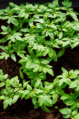 Young green seedlings of tomatoes in a box.