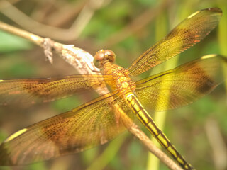 close up of dragonfly