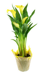 close up on yellow calla lily in pot