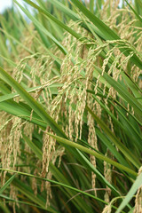 Obraz premium close up on rice and leaves in the field