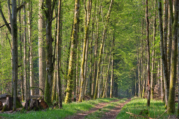 Fototapeta premium Ground road crossing fresh green springtime forest