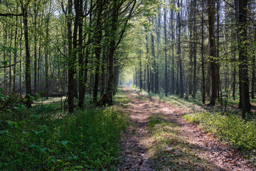 Ground road crossing fresh green springtime forest