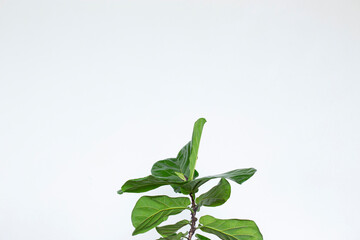 Scandinavian Decor style Plant Green Leaf.Fiddle Leaf Fig Tree.