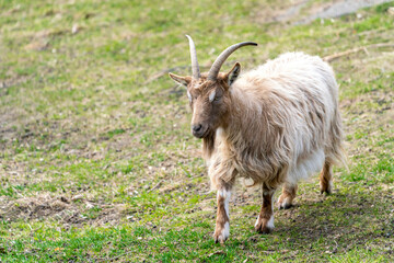 Goat Landrace Jamtland goat at Slotsskogen zoo keeping traditional animals from going extinct and from mixing with other breeds. 