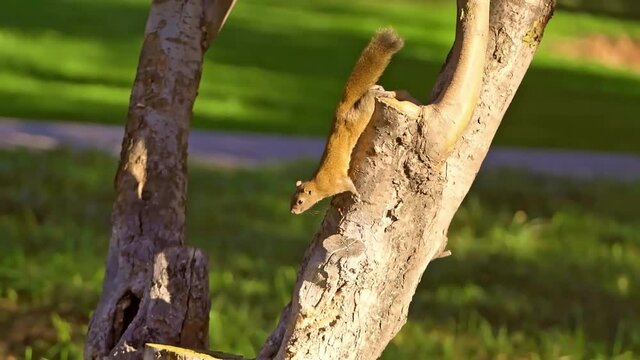 A view of a little squirrel moving on a pine tree
