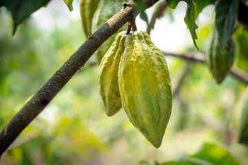 Cacao tree with cacao pods in a organic farm..