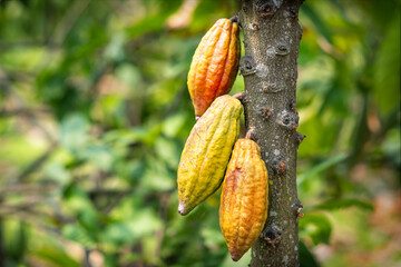 Cacao tree with cacao pods in a organic farm..