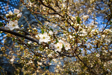 blooming tree in spring