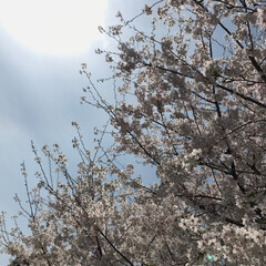 벚꽃과 하늘