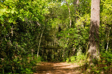 magnificent landscape of the Landes forest in spring