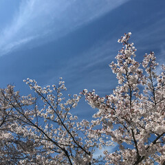 벚꽃과 하늘