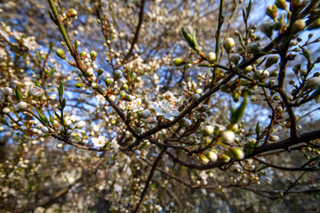 branches of a tree