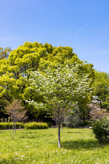 Obraz premium (東京都ｰ都市風景)春の代々木公園風景６