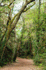 magnificent landscape of the Landes forest in spring