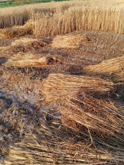 The view of cultivation of crops by hand. The wheat crops harvested by men. The traditional way of cutting crops.