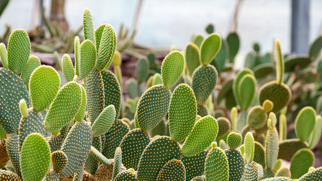Closeup image of Bunny ear cactus or Opuntia microdasys in botanic garden