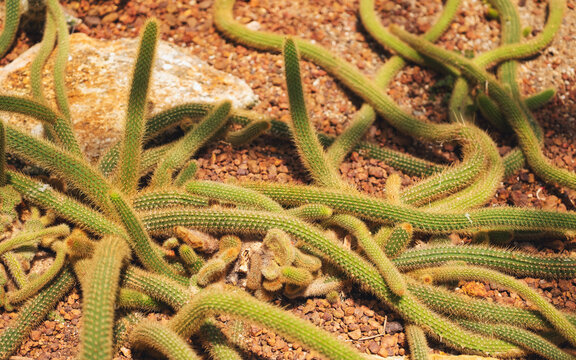 Closeup image of Monkey tail cactus or Cleistocactus winteri in botanic garden