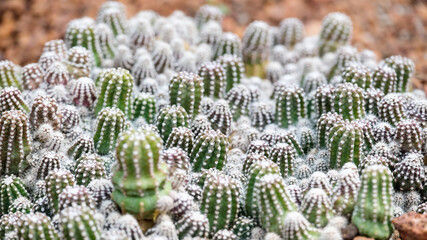 Fototapeta premium Closeup image of cactus in botanic garden