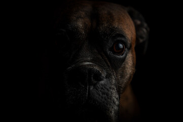 Portrait von Boxer