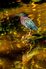 Green Heron Looking For Fish Florida