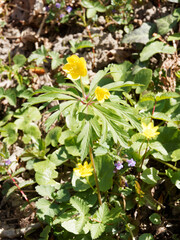 Anemone ranunculoides | Fleurs d'anémone fausse-renoncule ou de Sylvie jaune aux feuilles palmatilobées vert moyen sous des ombelles de fleurs jaune d'or