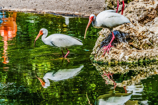 American White Ibises Looking For Fish Florida