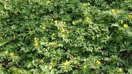 Tapis dense de fleurs d'anémone fausse-renoncule ou sylvie ou anemone ranunculoides à tépales...