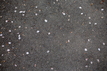 アスファルト　桜　花びら