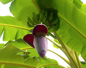 Banana Tree with Clusters of Banana Fruit and Flowers