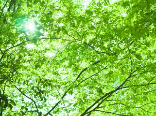 新緑と木漏れ日