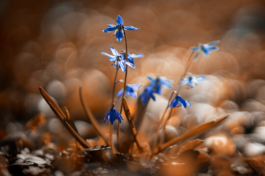 blue and grass