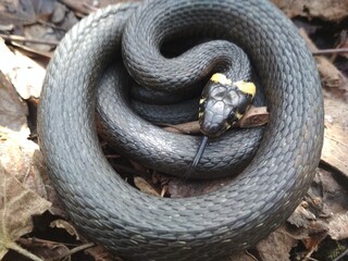 snake in the grass