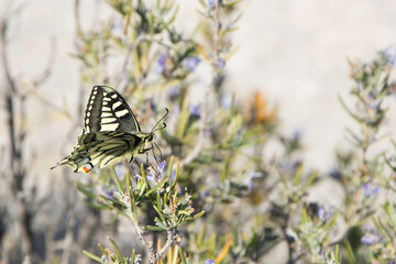 Mariposa en el campo