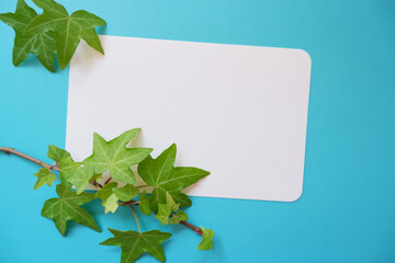 Green ivy leaves with blank greeting card on white blue background. Botanical concept background. Summer greeting. アイビーの葉と手紙セット、初夏の贈り物、夏のメッセージ背景、夏のガーデニング