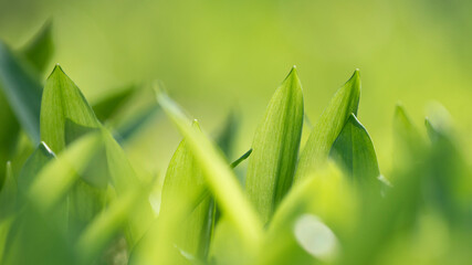 Dilute Wild Garlic ramson leaves on spring summer floor bed in beautiful forest during Springtime Scene.