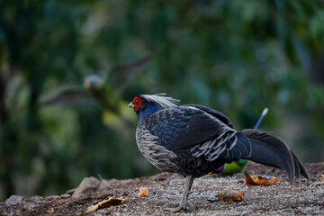 Khaleej Pheasant (Lophura leucomelanos) Perched on ground at Sattal, Uttarakhand
