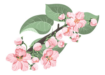 Spring branch blooms. Flowers and leaves of apple, sakura or almond in pastel shades. Isolated white background.