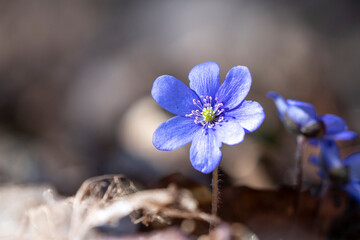 Violet Common Hepatica or Anemone hepatica on Spring Scene Flower Bed, blue blossoms close up....