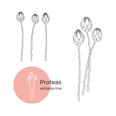 Proteas plant drawn in a minimalistic style by line. Part of the collection of dried flowers. Editable line.